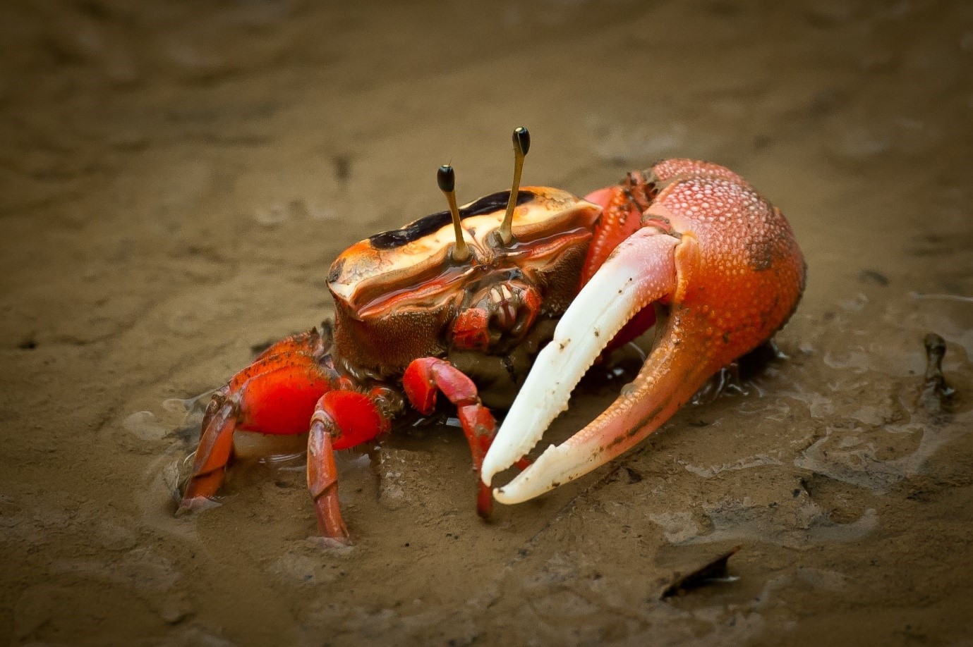 Mengenal Crab Mentality, Sikap Iri dengan Kesuksesan Orang Lain